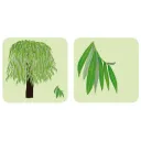 Jeu - Mémory pour enfants - l'Arbre et sa Feuille - Pirouette Cacahouète