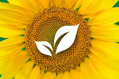 Labels vegan : comment s'y retrouver et éviter le greenwashing ?