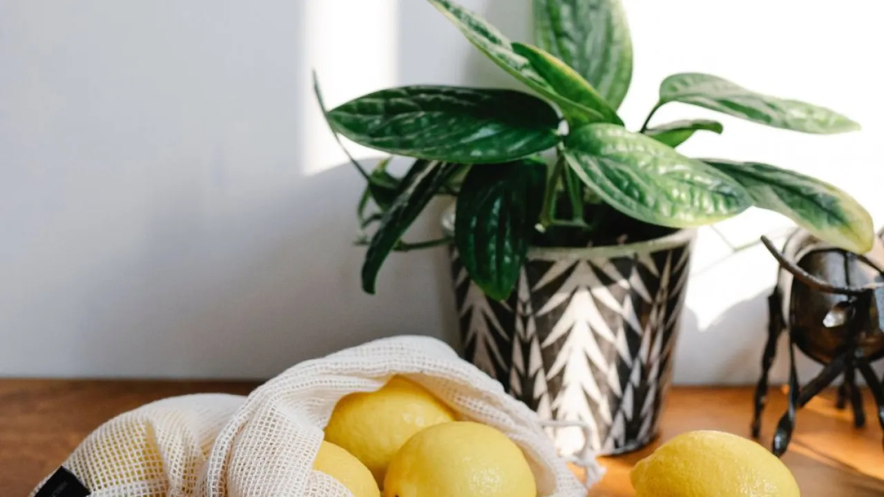 Mode de vie écolo & petit budget : nos astuces