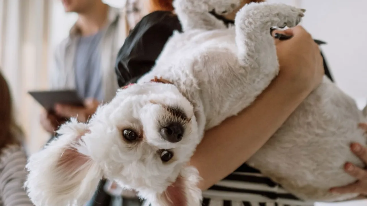 Avoir un animal de compagnie et un mode de vie écolo, c'est possible !