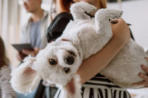 Avoir un animal de compagnie et un mode de vie écolo, c'est possible !
