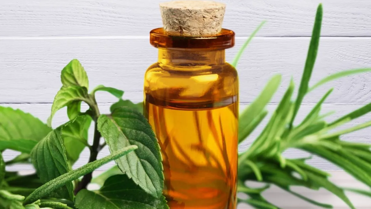 Huile essentielle de tea tree
